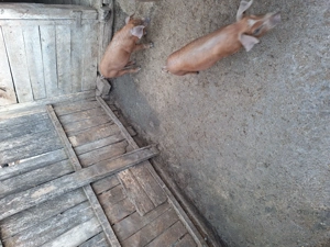 Vând purcei 8 -12 săptămâni 