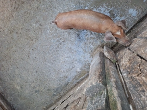 Vând purcei 8 -12 săptămâni  - imagine 2 Vând purcei 8 -12 săptămâni  - imagine 2