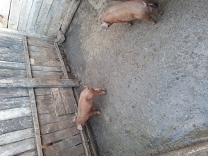 Vând purcei 8 -12 săptămâni  - imagine 3 Vând purcei 8 -12 săptămâni  - imagine 3