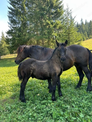 Vând mânz de 4 luni - imagine 3