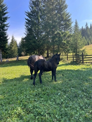 Vând mânz de 4 luni - imagine 2