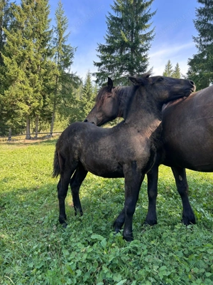 Vând mânz de 4 luni - imagine 4