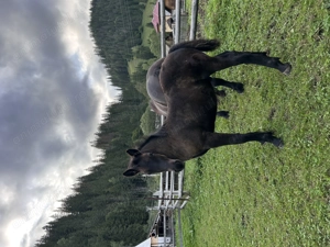 Vând mânz de 4 luni - imagine 5