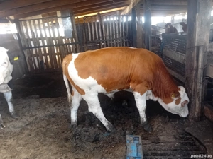 vand vitei. - imagine 2