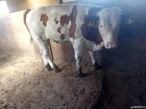 vand vitei. - imagine 3