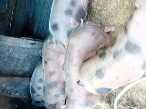 vind purcei - imagine 2