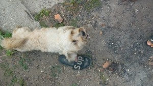 Donez gratis doi canii 