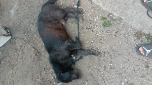 Donez gratis doi canii  - imagine 3