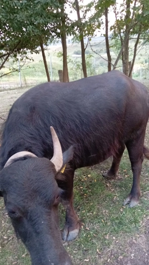 Bivoliță blândă foarte dezvoltata - imagine 2