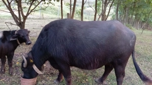 Bivoliță blândă foarte dezvoltata - imagine 3