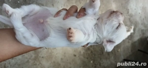 Animalele de companie 