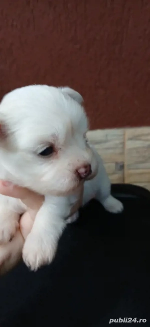 Animalele de companie  - imagine 2 Animalele de companie  - imagine 2