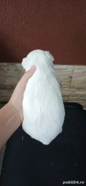 Animalele de companie  - imagine 3 Animalele de companie  - imagine 3