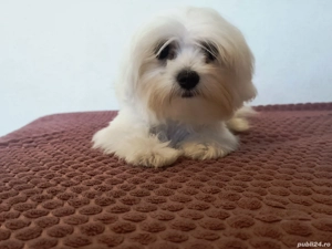 Bichon maltese (maltez) cu microcip si pedigree  - imagine 3