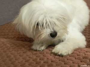 Bichon maltese (maltez) cu microcip si pedigree  - imagine 4