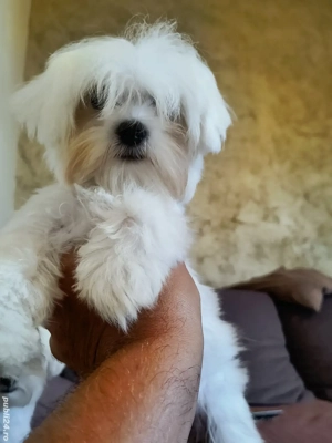 Bichon maltese (maltez) cu microcip si pedigree  - imagine 5