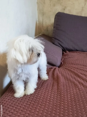 Bichon maltese (maltez) cu microcip si pedigree  - imagine 2