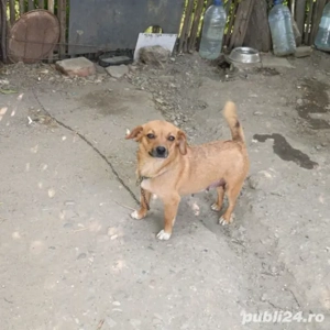 *Donez o cățelușă adorabilă, de 2 ani, talie mică.*