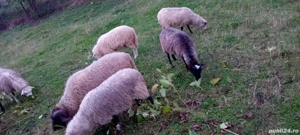 purcei si oi - imagine 2