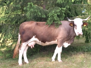 Animale de casa - imagine 2