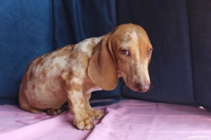 Teckel standard mascul