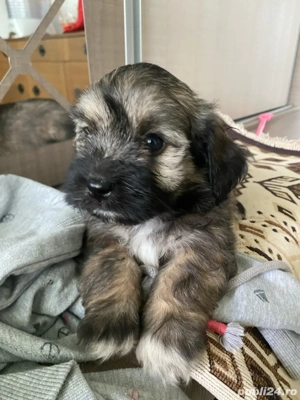 puiuti bichoni havanezi  - imagine 4