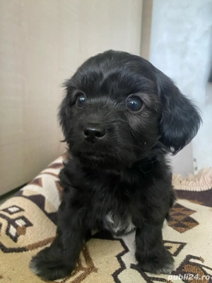 puiuti bichoni havanezi 