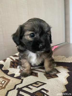 puiuti bichoni havanezi  - imagine 3