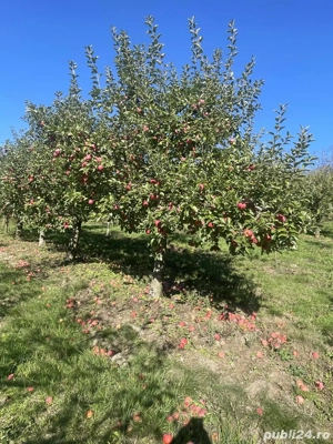 Vând casă 2,70 Ha - imagine 4