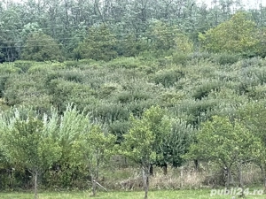 Vând casă 2,70 Ha - imagine 2