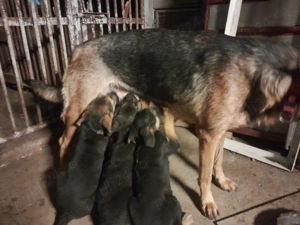 Catei ciobanesc german