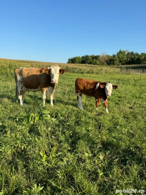 Vând vacă la prima fătare și vițel 