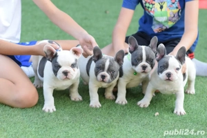 cateii bulldog francez