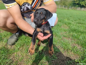 vand jakd terrier 2,5 luni - imagine 3