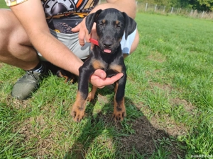 vand jakd terrier 2,5 luni - imagine 4