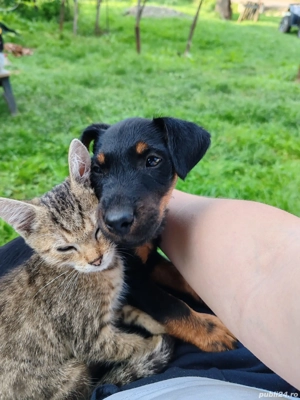 vand jakd terrier 2,5 luni