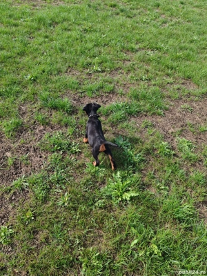 vand jakd terrier 2,5 luni - imagine 5