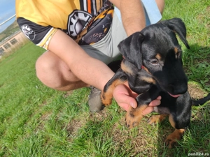 vand jakd terrier 2,5 luni - imagine 2