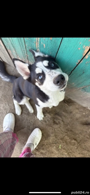 husky siberian de vanzare - imagine 3