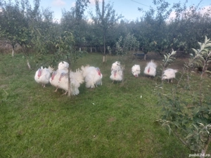 curci curcani - imagine 2 curci curcani - imagine 2