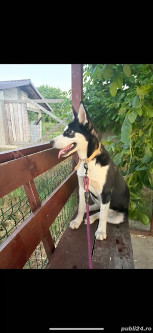 husky siberian de vanzare - imagine 4