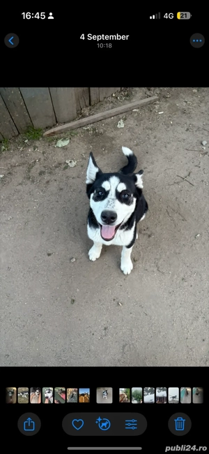 husky siberian de vanzare - imagine 2