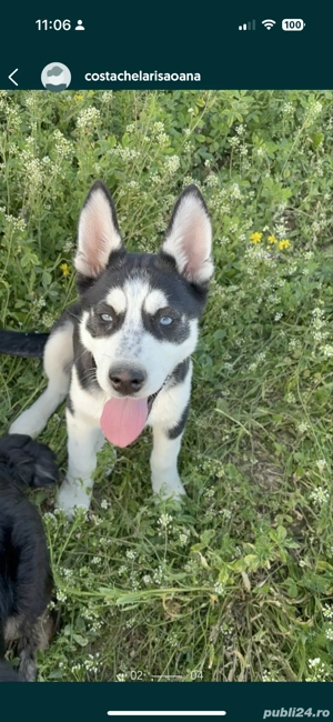 husky siberian de vanzare - imagine 5