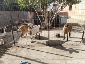 Capre de vânzare  - imagine 2 Capre de vânzare  - imagine 2