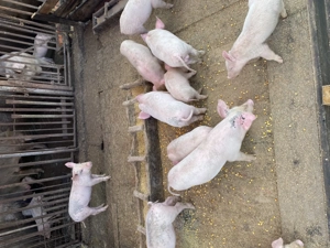 De vânzare purcei de 7 saptamani  - imagine 2