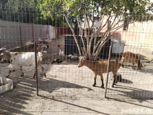 Capre de vânzare  - imagine 3 Capre de vânzare  - imagine 3