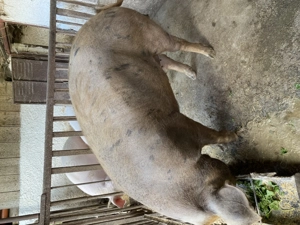 Vând porc 220 240 kg preț 15 lei kg