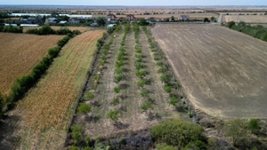 Vanzare teren 9654 mp, deschidere 27m, comuna Dobra, sat Dobra - imagine 5