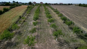 Vanzare teren 9654 mp, deschidere 27m, comuna Dobra, sat Dobra - imagine 7