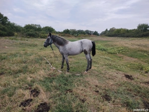De vânzare mânză in vârsta de 1 an preț 3500 de lei sau schimb cu cositoare